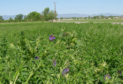 Alfalfa